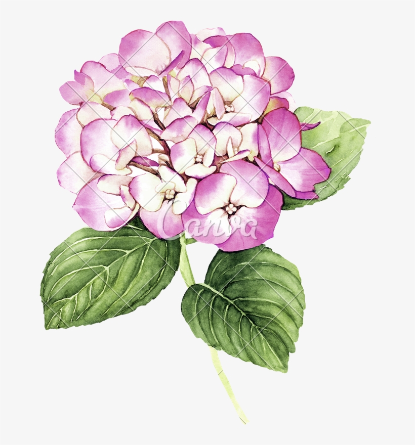 Clip Freeuse Library With Pink Hydrangea Flower Photos - Hydrangea Watercolor - Dictionary Art Print, transparent png