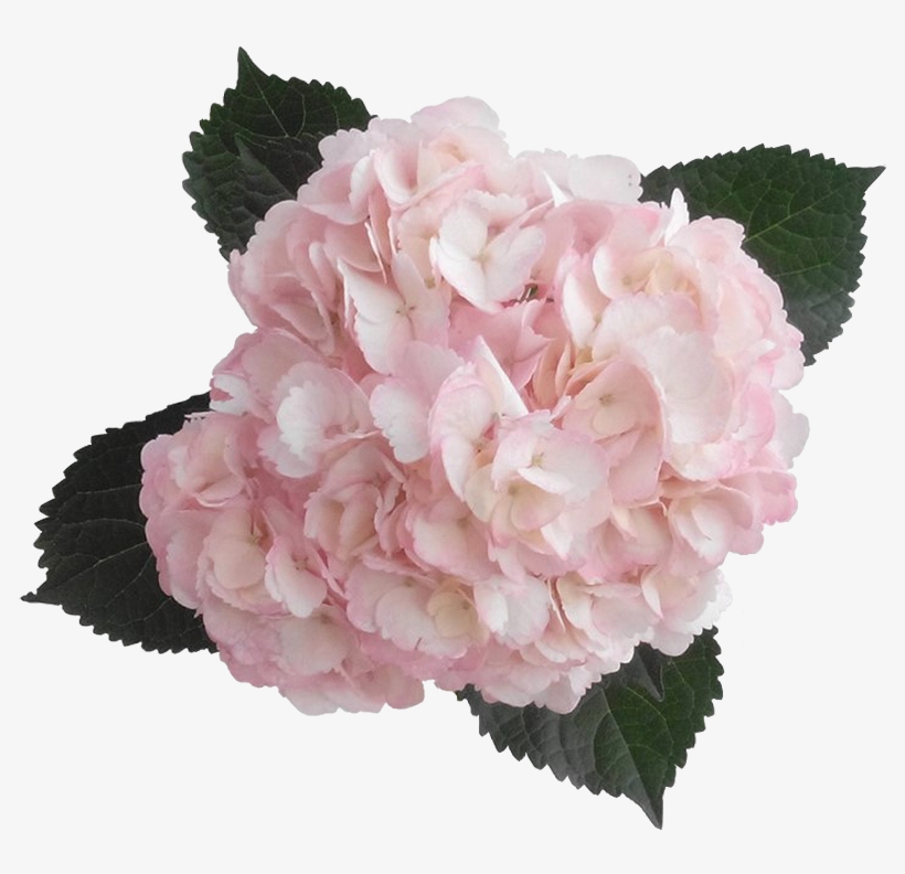 Hydrangea Transparent Pink Banner Transparent Stock - Pink Hydrangea Transparent, transparent png