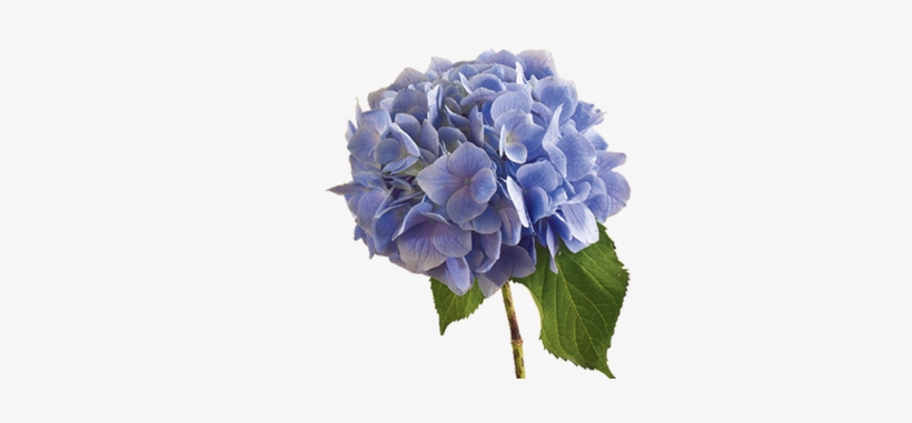 Discover The Language - Hydrangea Transparent, transparent png