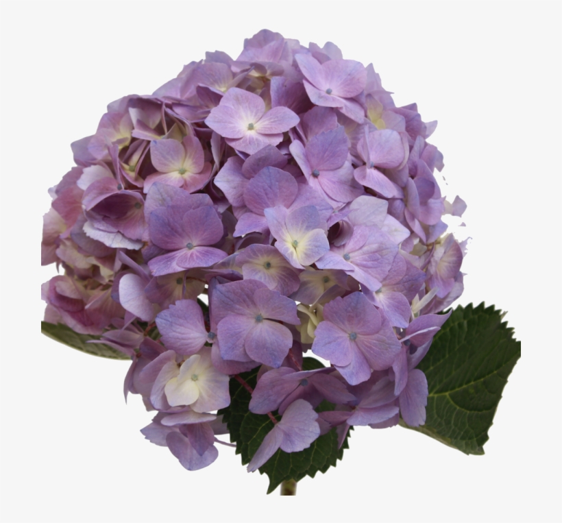 Hydrangea Light Lavender - Lavender Hydrangea, transparent png