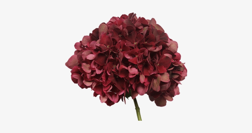 Holland Hydrangea Products - Holland Hydrangea, transparent png