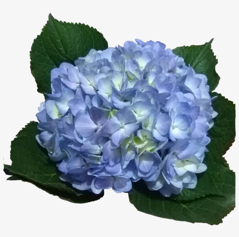 Hydrangeas Legacy Light - Light Blue Hydrangea Png, transparent png