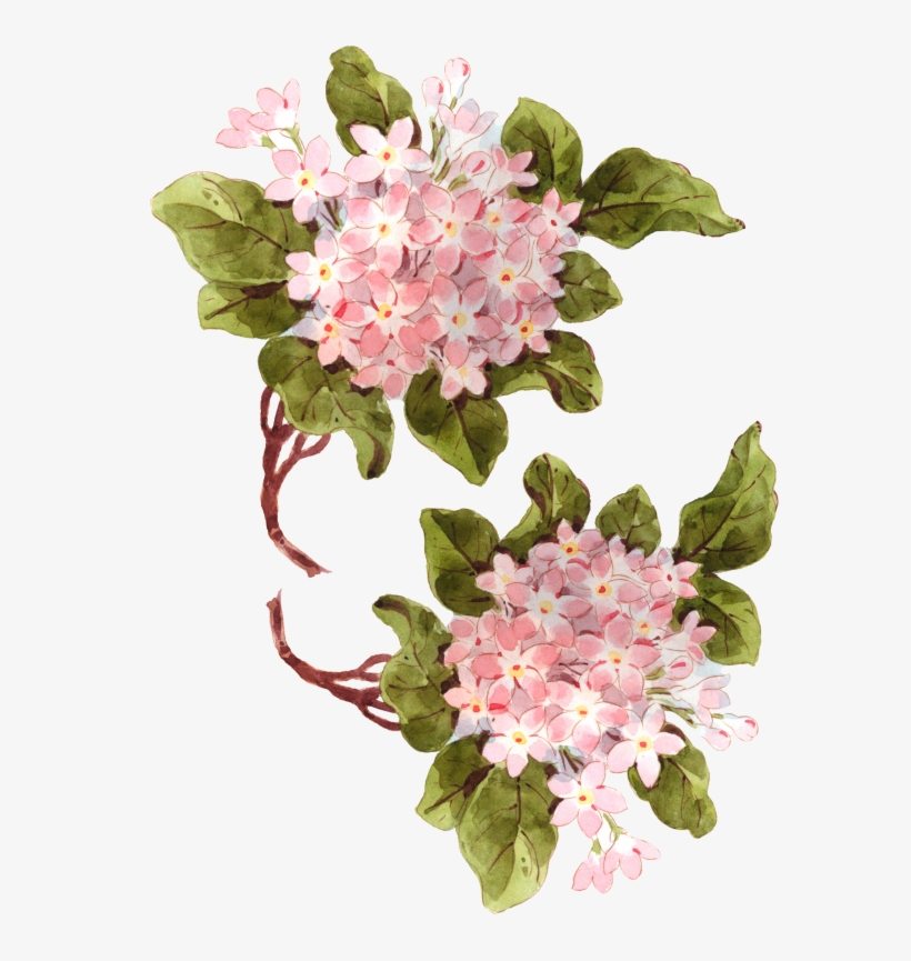 Hydrangea Printable Tcl - Hydrangea Png, transparent png