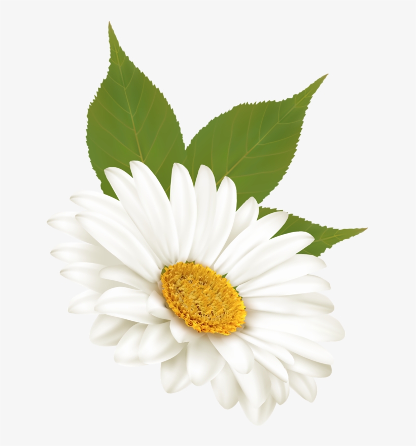 Daisy Clipart Margarita Flower - Clip Art, transparent png