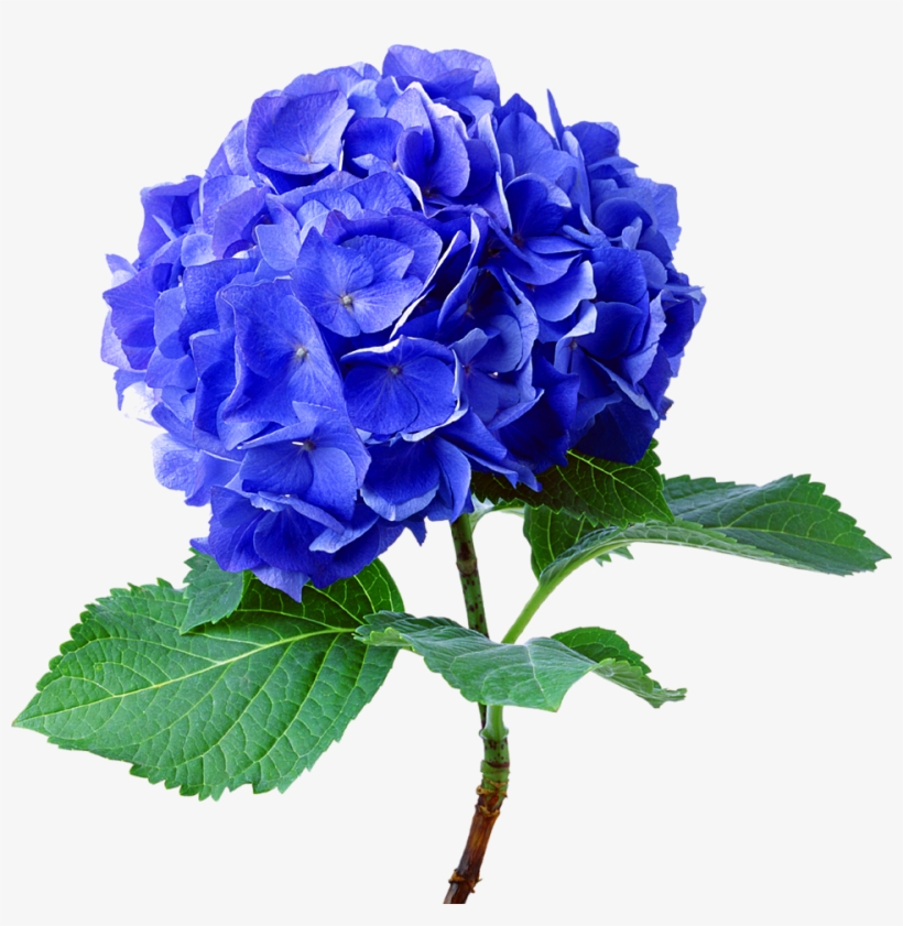 Hydrangea Flower Real Blue Green Cute Beautiful Freeto - Hydrangea Png, transparent png