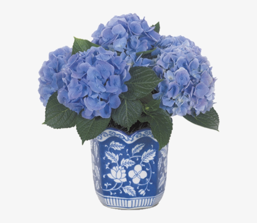 Tubes Flowers Page Dreamlands - Hydrangea, transparent png
