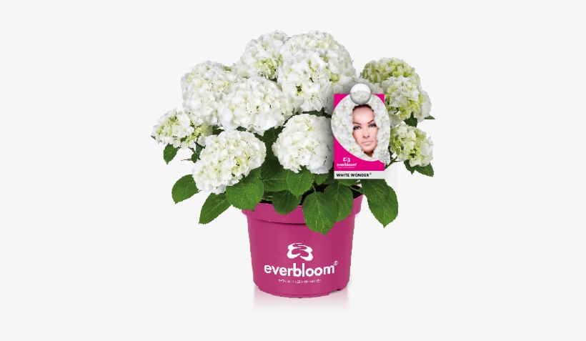 Reliable Flowering Even After Late Frosts Or Wrong - Everbloom Hortensie, transparent png