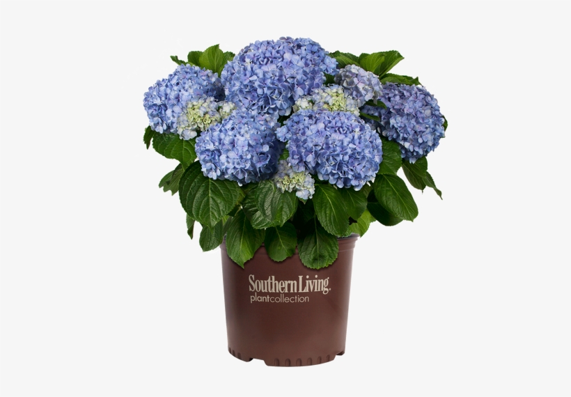 Big Daddy Hydrangea In Branded Pot - Hydrangea, transparent png