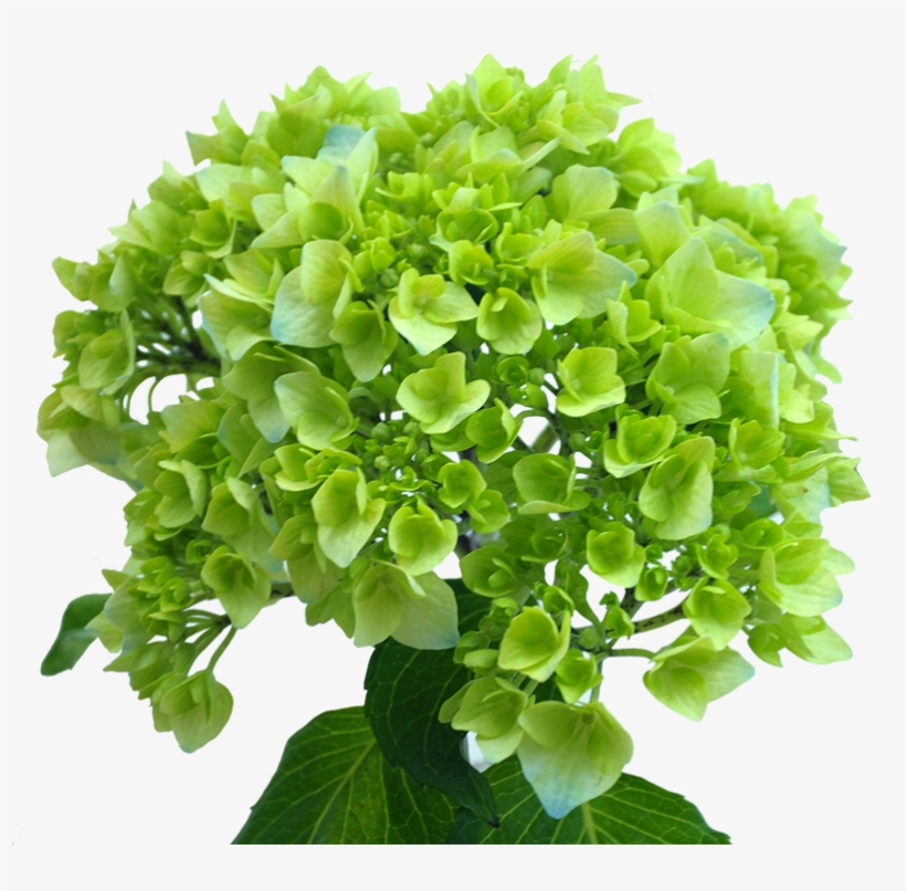 Minigreen Blue - New York City, transparent png