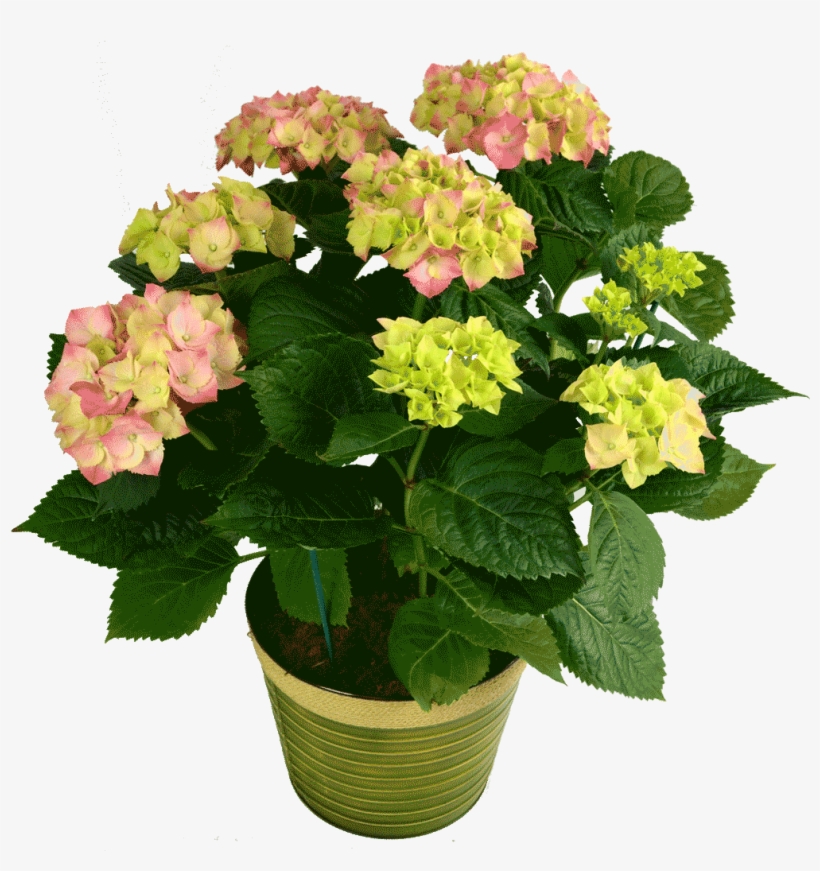 Hydrangea Plant - Hydrangea, transparent png