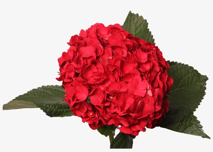 Tinted Dark Red - Red, transparent png