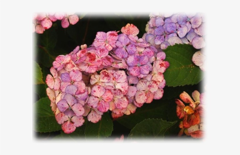 Hydrangea "preziosa" - Hydrangea Preziosa, transparent png