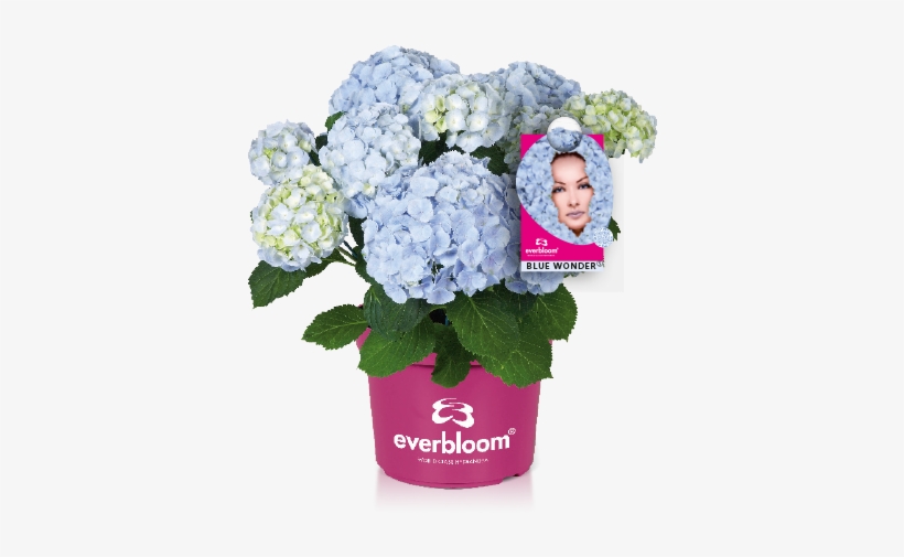 Reliable Flowering Even After Late Frosts Or Wrong - Hydrangea Everbloom Blue Wonder, transparent png