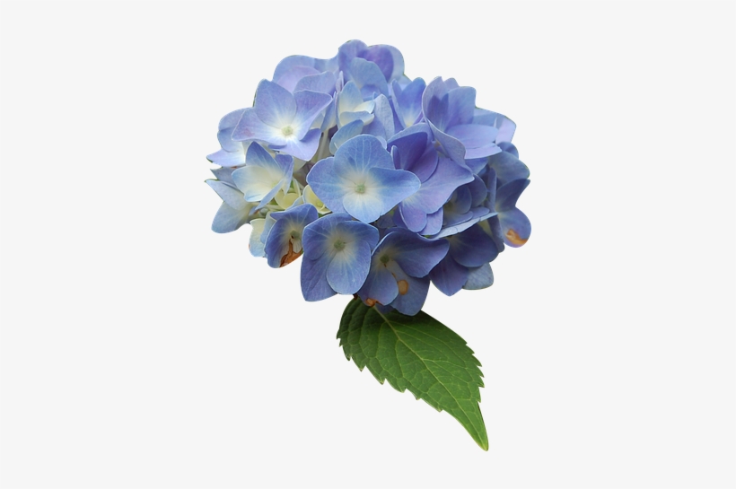Canvas Print Blue Isolated Form Hydrangea Flower Stretched - Blue Hydrangea Flower, transparent png