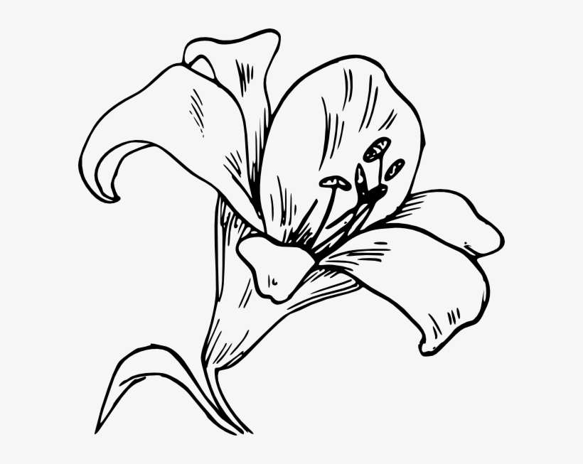 Jpg Black And White Flower Clip Art At Clker Com Vector - Imagenes De La Orquídea Para Colorear, transparent png