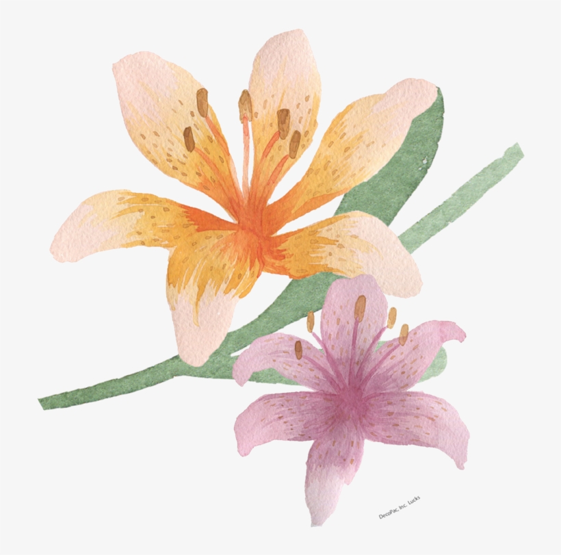 Watercolour Easter Lily - Tiger Lily, transparent png