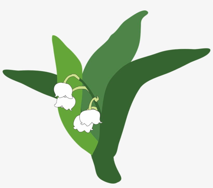 Lily Of The Valley Clipart Transparent - Lirio Do Vale Png, transparent png