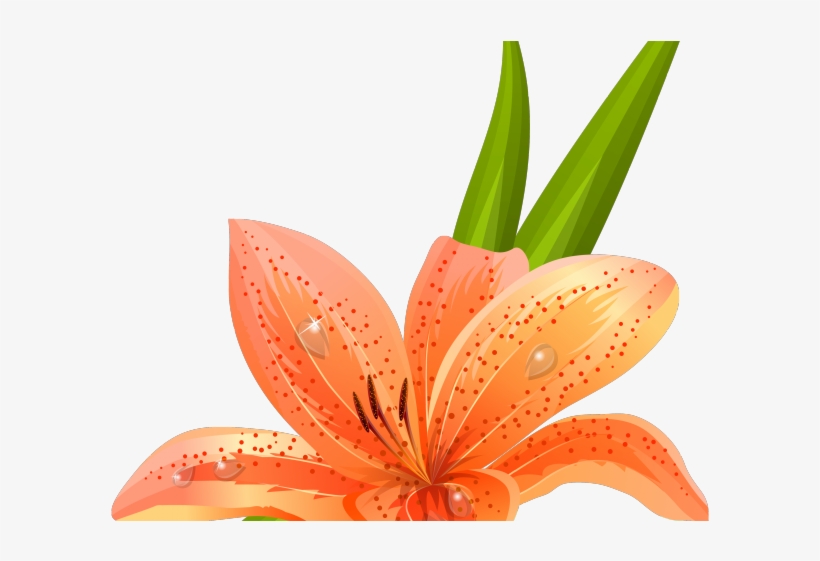 Lily Clipart Lilium - Tiger Lily Clip Art, transparent png