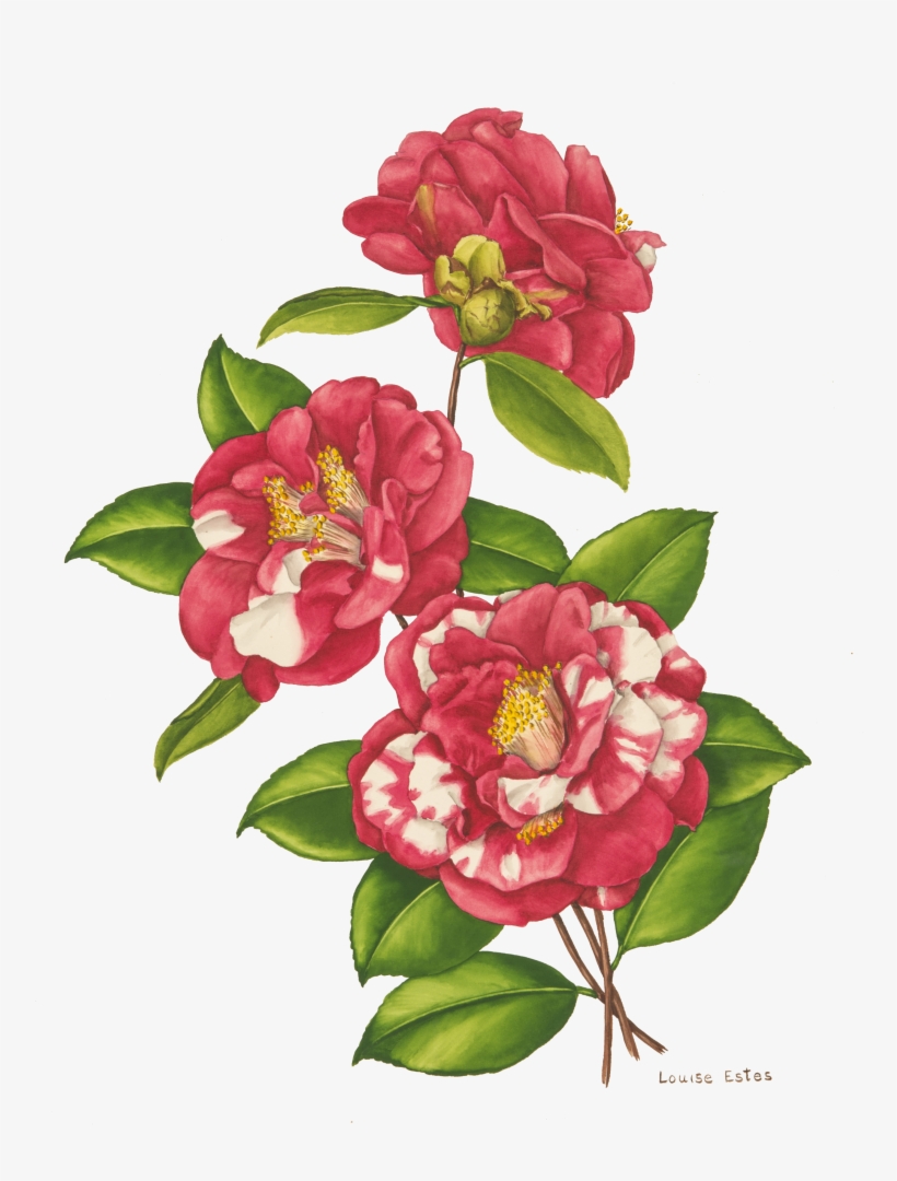 Camellias Painted By Louise Estes - Floral Camellia Border, transparent png