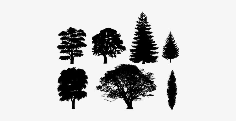 Forest Trees Oak Fir Pine Spruce Maple Chr - Tree Silhouette Vector, transparent png