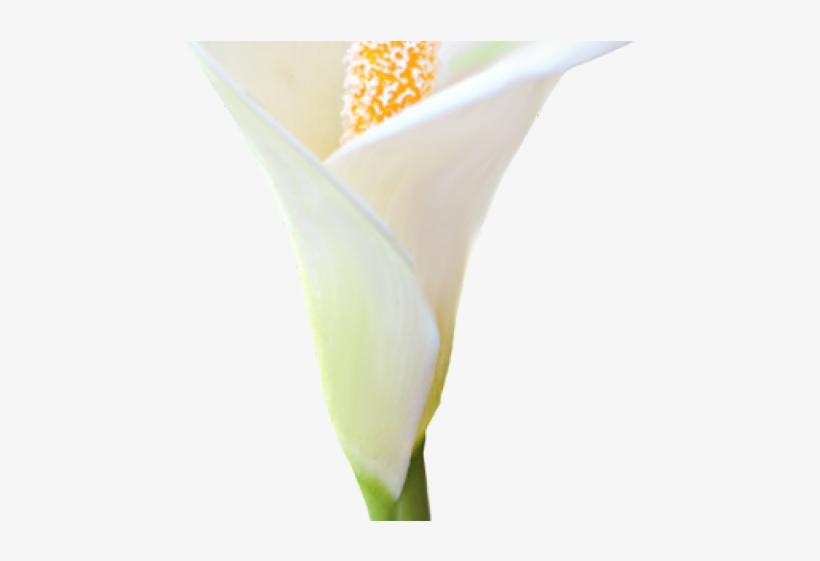 Lily Clipart Arum Lily - Giant White Arum Lily, transparent png