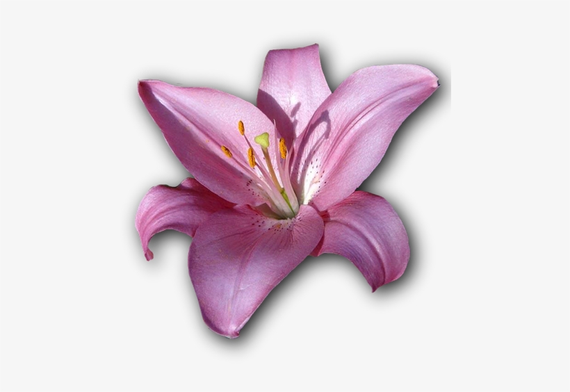 Lily, Flower, Isolated, Png, Violet - Lily, transparent png