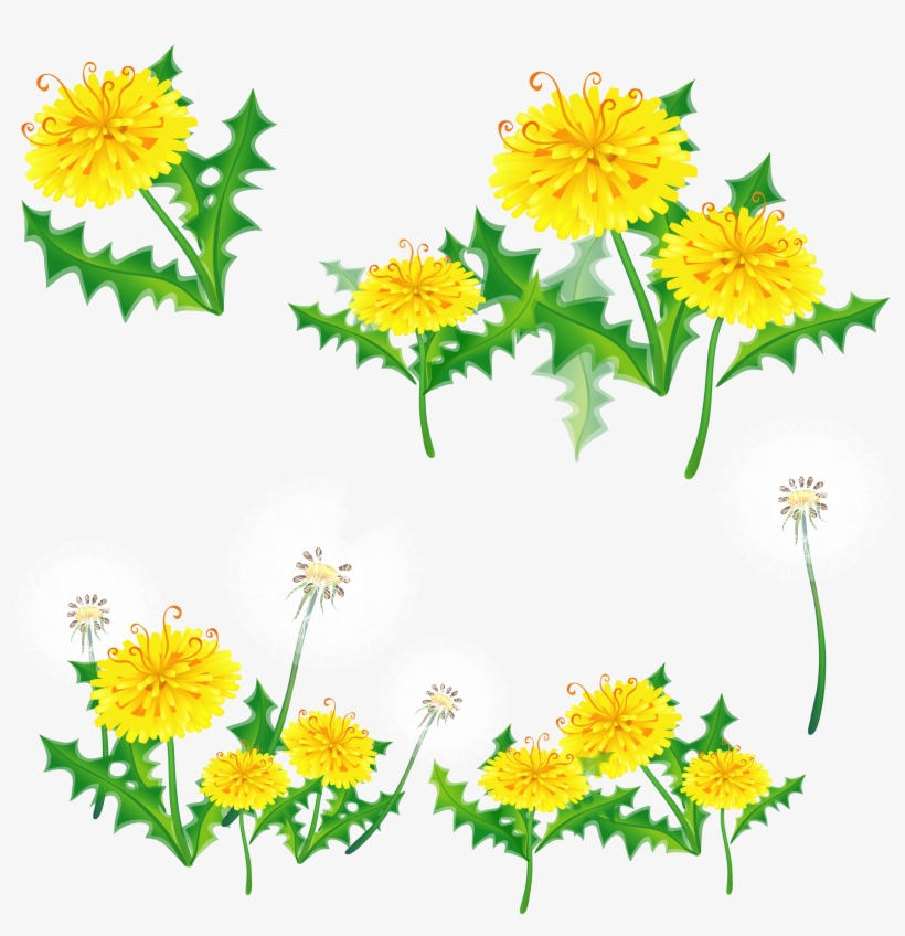 Dandelions Png - Yellow Flower Border Transparent, transparent png