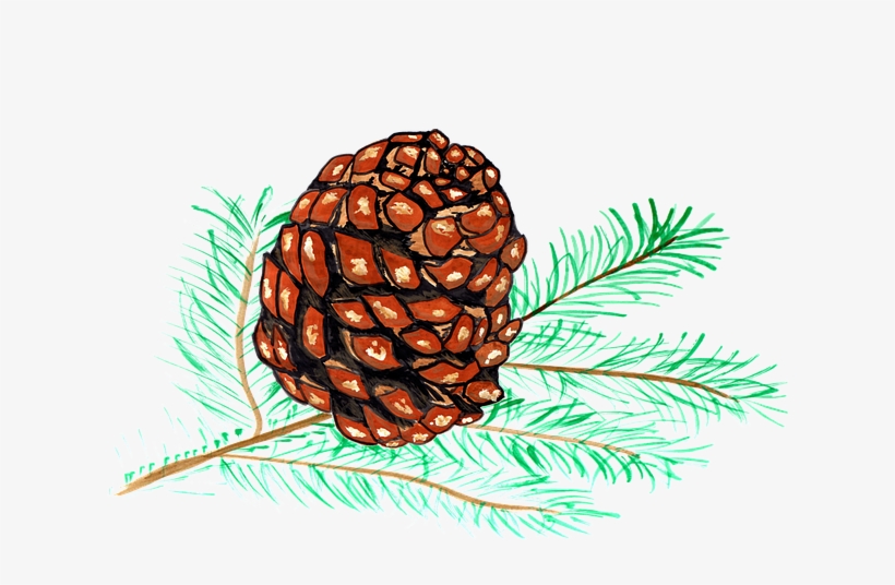 Pine Cones, Pine, Watercolor, Isolated, Handpainted - Piñas De Pino Dibujo, transparent png