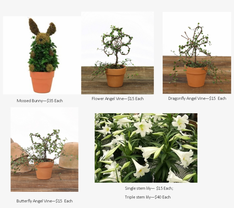 Easter Lily Pictures - Houseplant, transparent png
