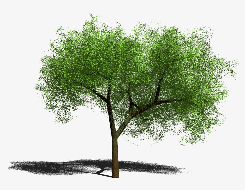 Curtido Curtir Compartilhar - Tree, transparent png