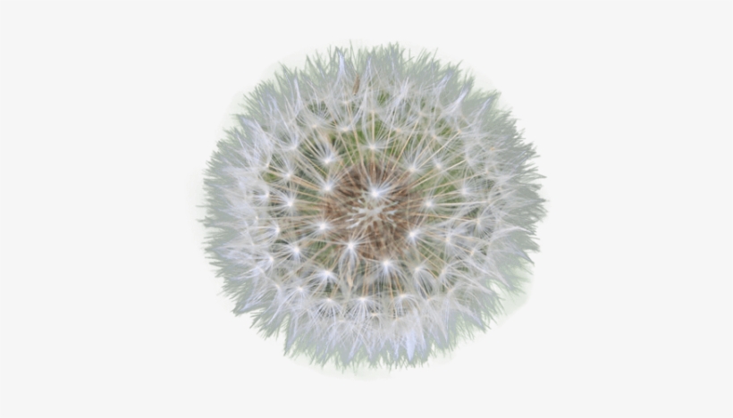 Free Png Dandelion Png Images Transparent - Png Dandelion, transparent png