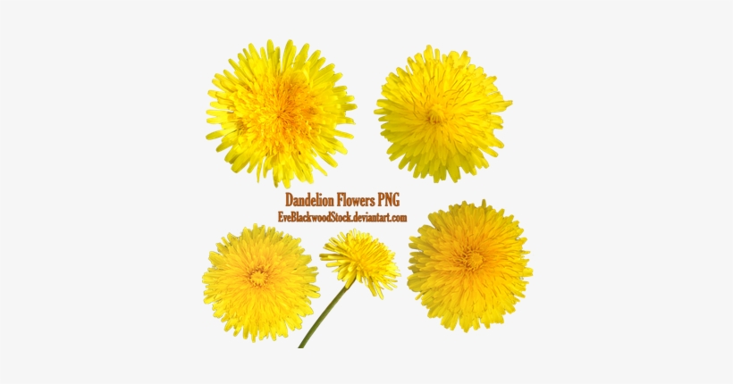Dandelions Png By Eveblackwoodstock - Portable Network Graphics, transparent png
