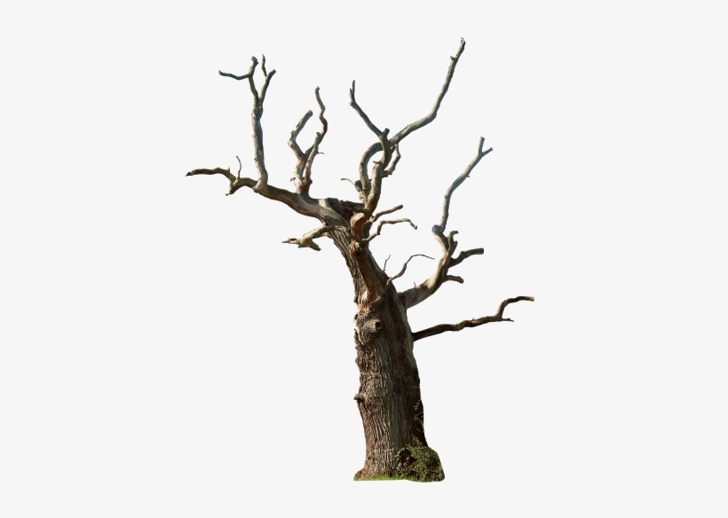 Em Todos Ai Acima Tem Várias Pngs De Várias Coisas - Dead Tree Png, transparent png