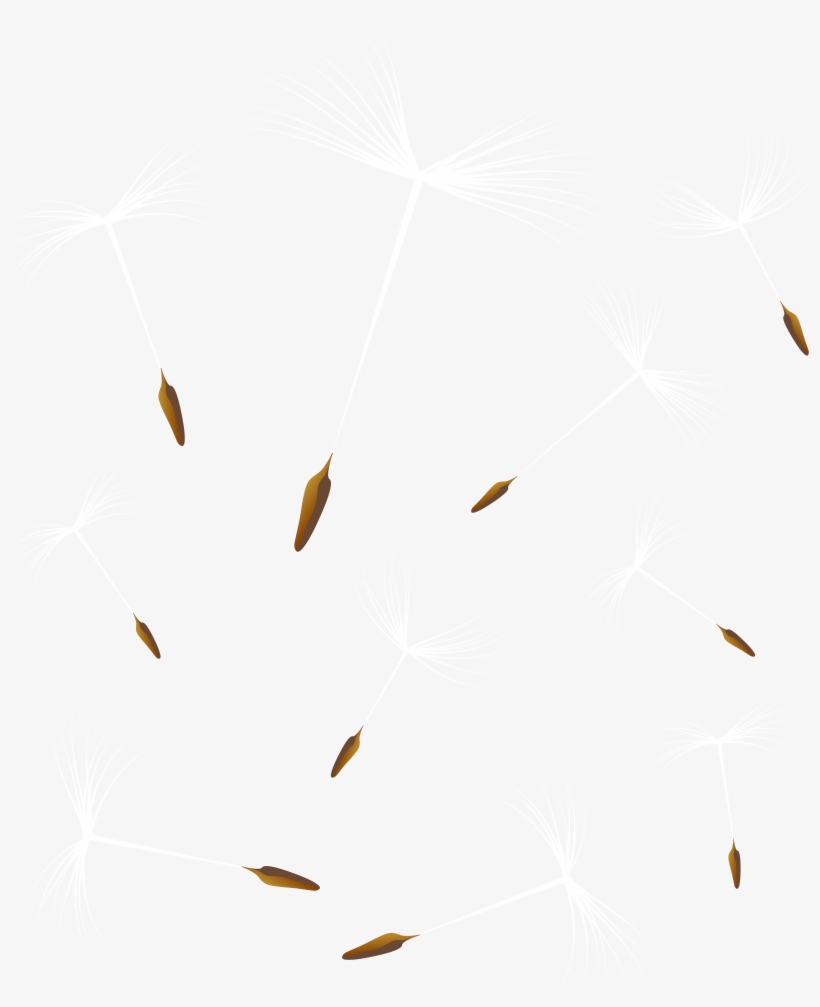 Dandelions Png, transparent png