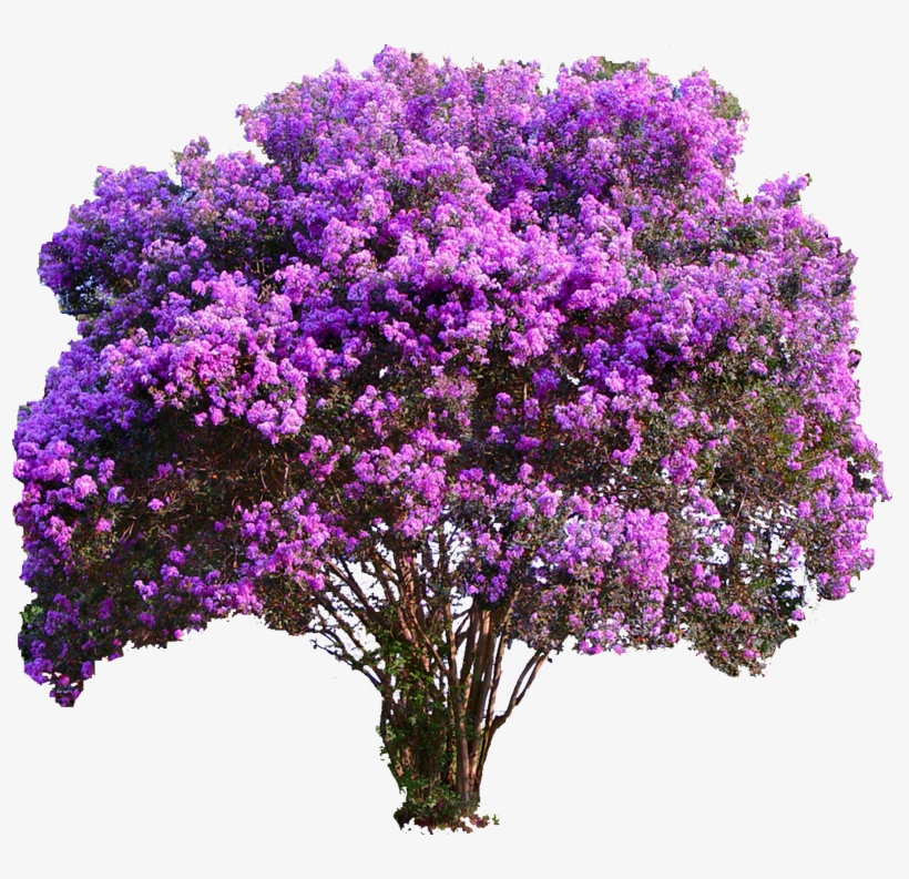 Arvore Flor - Purple Crepe Myrtle, transparent png