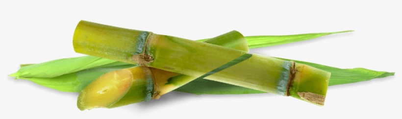 On Public Demand, We Started Our Online Shop - Sugarcane Transparent Background, transparent png