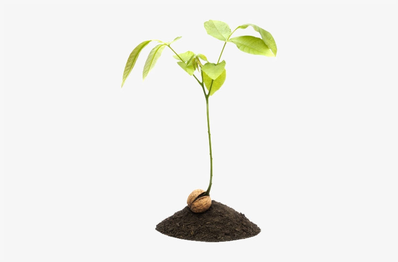 Walnut Sprout, transparent png