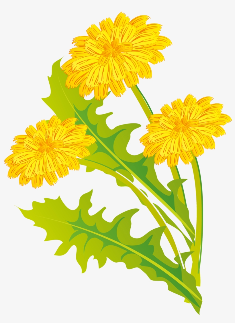 Common Dandelion, transparent png