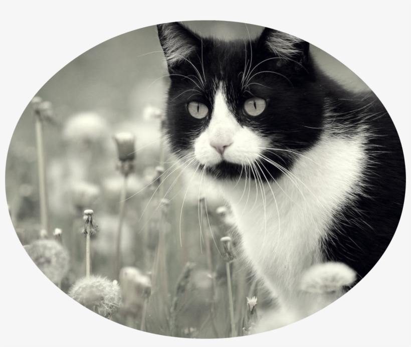 Animals Cats Cat In Dandelions 042195 - Hermosos Gatos, transparent png
