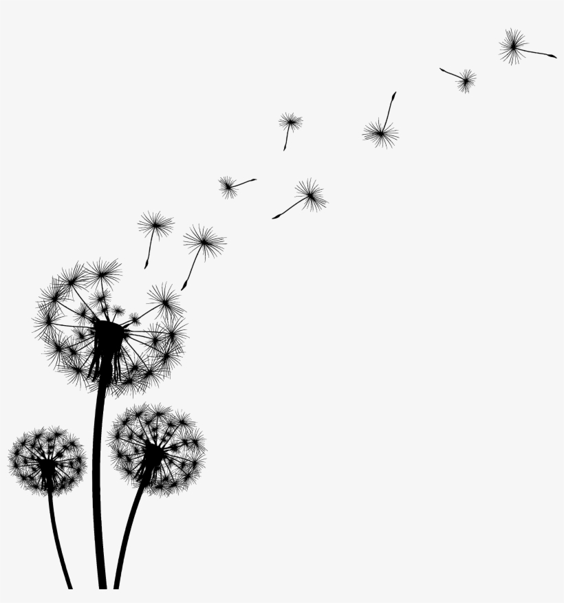 Dandelion Black And White Clipart, transparent png