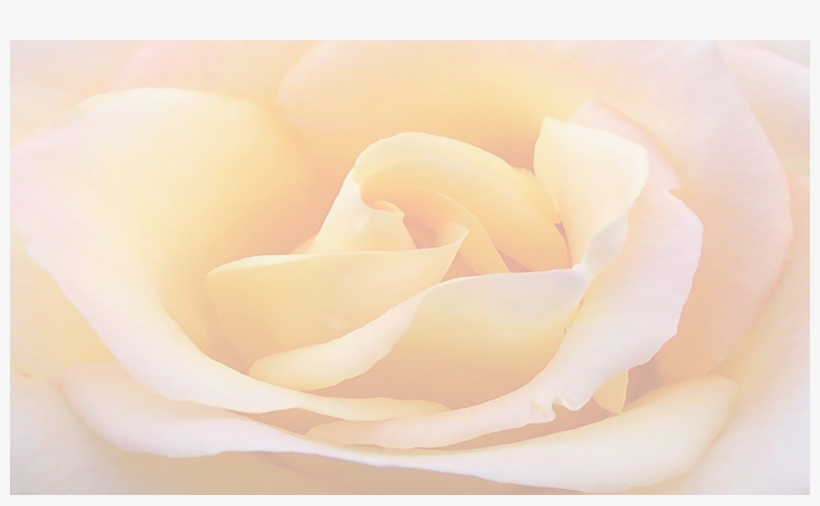 Yellow Rose Background Webcheryl Senko2017 07 17t19 - Doublesight Ds-307w - 30" Ips Lcd Monitor, transparent png