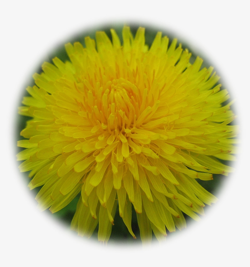 Go To Image - Dandelion, transparent png