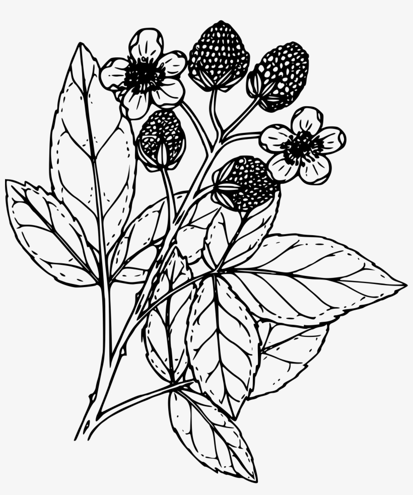 This Free Icons Png Design Of Black Raspberry, transparent png