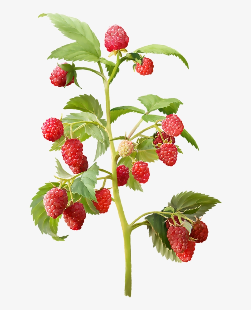 Яндекс - Фотки - Strawberry Plant Png, transparent png