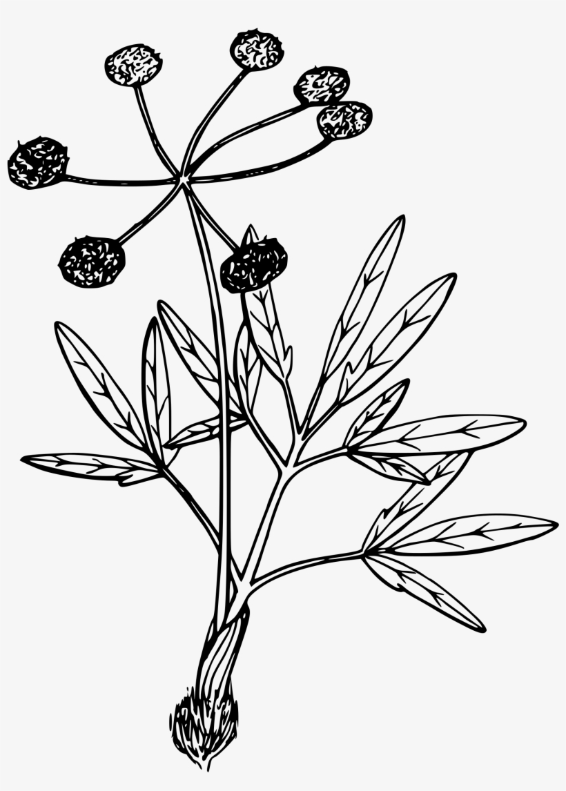 Swale Desert Parsley Clip Art Royalty Free Download - Desert Flower Drawing Png, transparent png