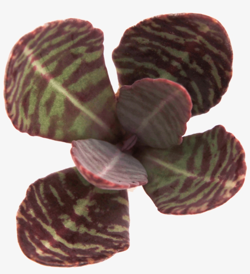 Kalanchoe Humilis 'desert Surprise' - Kalanchoe Humilis, transparent png
