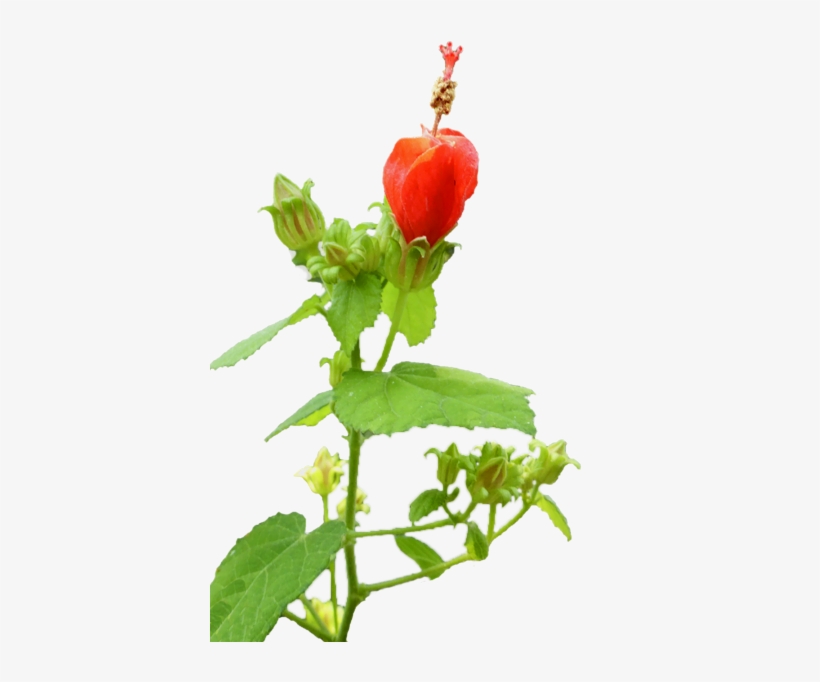 7 Steps To A Smart Yard - Flower, transparent png