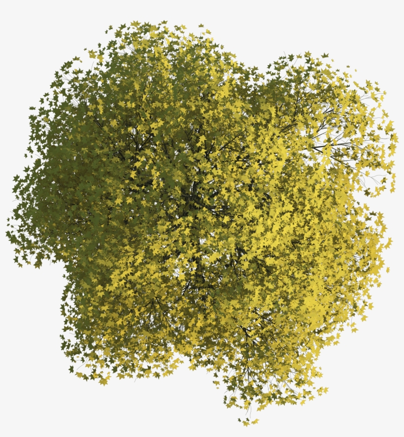 Tree Floor Plan Png, transparent png