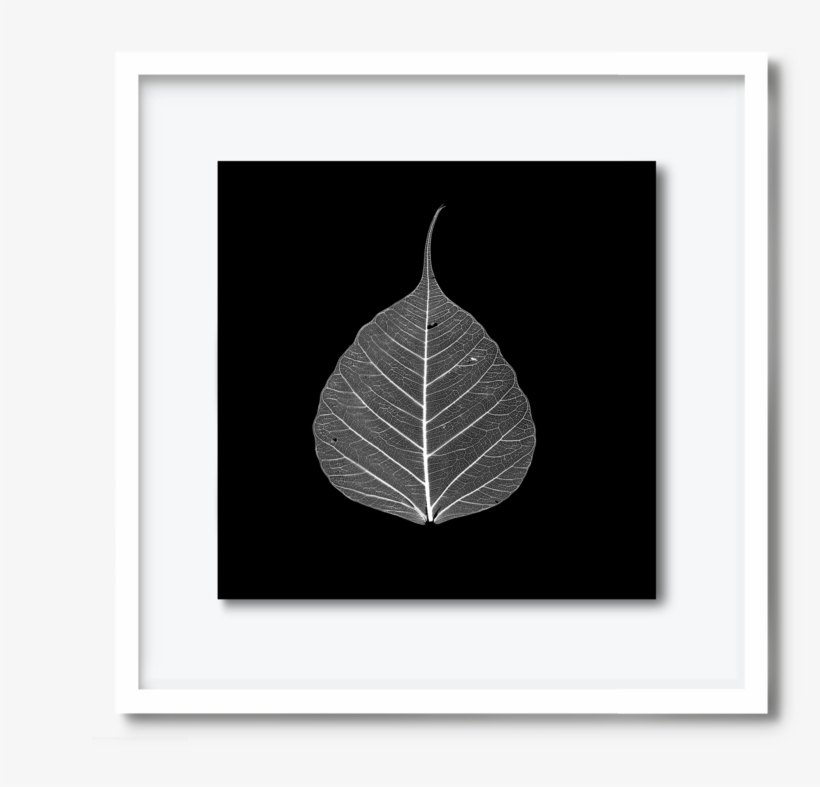 59 - Dav#pearce-leaf, transparent png
