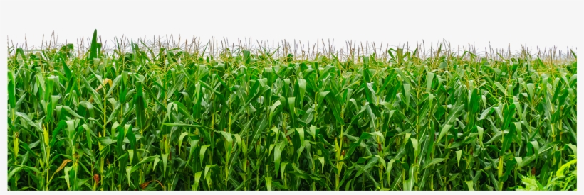 Is To Believe In Tomorrow - Grass Png For Picsart, transparent png